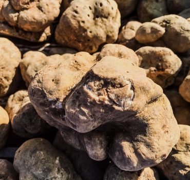 Beli tartuf  (Tuber Magnatum Pico)
