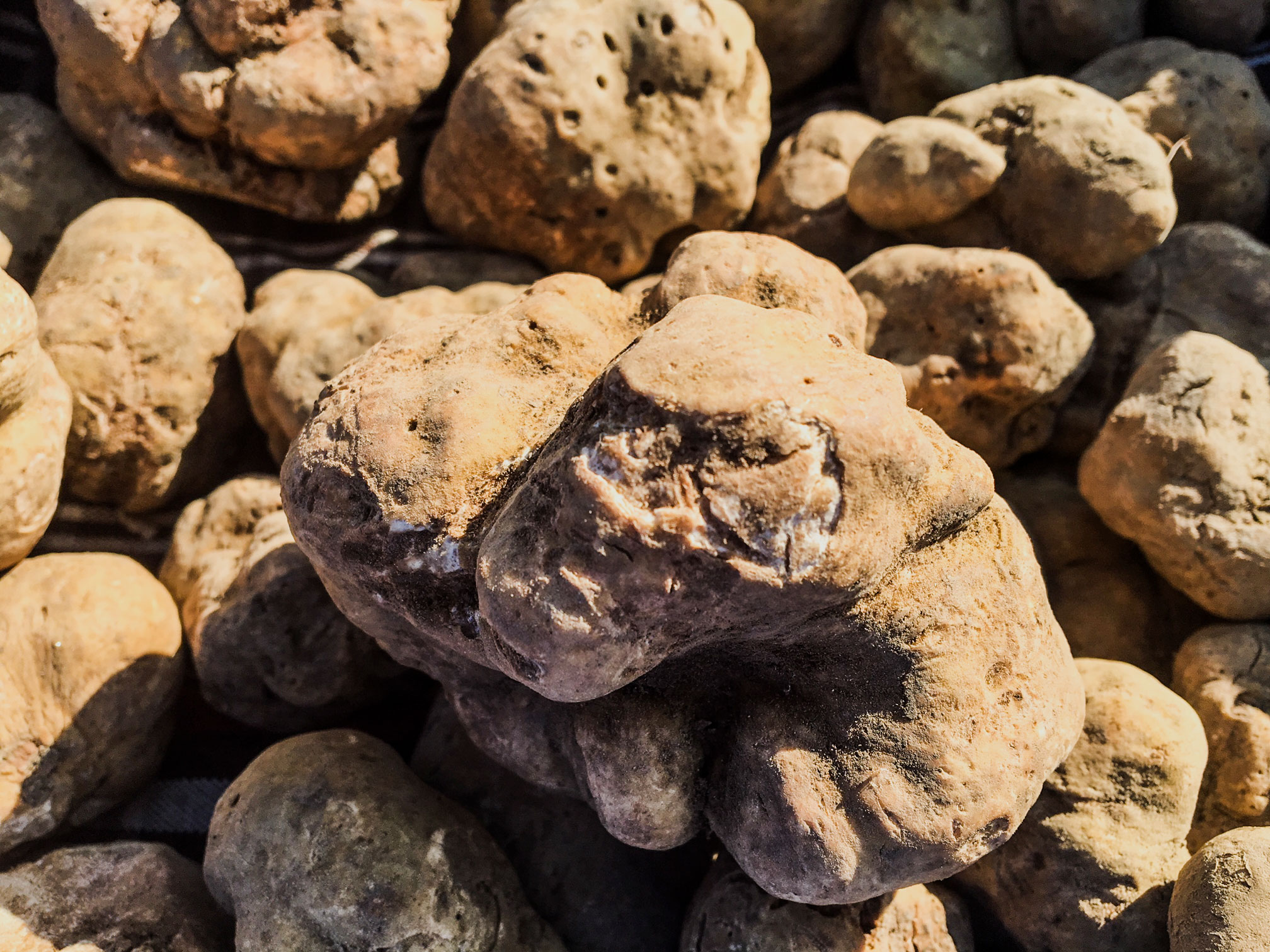 White truffle (Tuber Magnatum Pico)